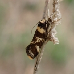 Isomoralla eriscota (A concealer moth) at Mount Painter - 30 Dec 2023 by CathB