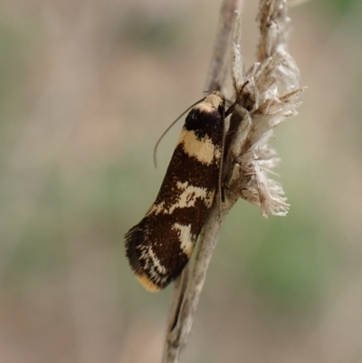 Isomoralla eriscota (A concealer moth) at Mount Painter - 30 Dec 2023 by CathB