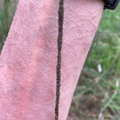 Sporobolus africanus (Parramatta Grass, Rat's Tail Grass) at Emu Creek Belconnen (ECB) - 24 Jan 2024 by JohnGiacon