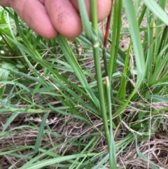 Sporobolus africanus at Emu Creek Belconnen (ECB) - 24 Jan 2024