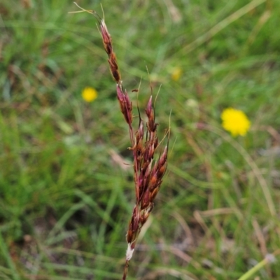 Sorghum leiocladum (Wild Sorghum) at The Pinnacle - 22 Jan 2024 by sangio7