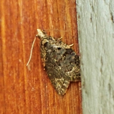 Capua intractana (A Tortricid moth) at Cook, ACT - 23 Dec 2023 by CathB