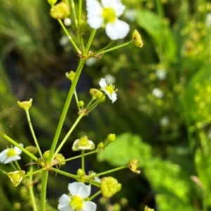 Alisma plantago-aquatica at Dunlop Grasslands - 5 Jan 2024