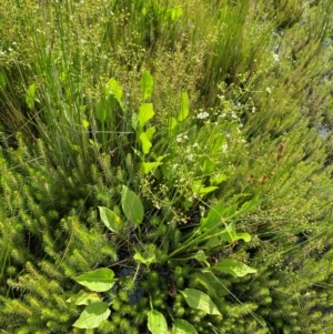 Alisma plantago-aquatica at Dunlop Grasslands - 5 Jan 2024