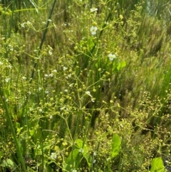 Alisma plantago-aquatica at Dunlop Grasslands - 5 Jan 2024 04:41 PM