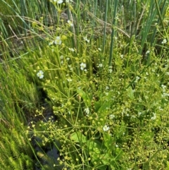 Alisma plantago-aquatica at Dunlop Grasslands - 5 Jan 2024 04:41 PM