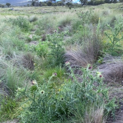 Carduus nutans (Nodding Thistle) at Mount Clear, ACT - 10 Jan 2024 by mcosgrove