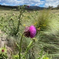 Carduus nutans at Namadgi National Park - 10 Jan 2024