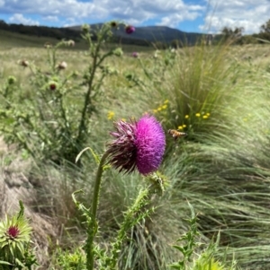 Carduus nutans at Namadgi National Park - 10 Jan 2024