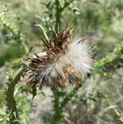 Carduus nutans at Namadgi National Park - 10 Jan 2024