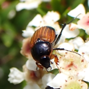 Phyllotocus navicularis at Cook, ACT - 27 Dec 2023