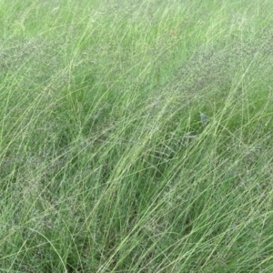 Eragrostis curvula at Giralang, ACT - 22 Jan 2024 05:37 PM