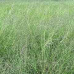 Eragrostis curvula at Giralang, ACT - 22 Jan 2024 05:37 PM