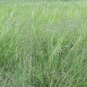 Eragrostis curvula at Giralang, ACT - 22 Jan 2024