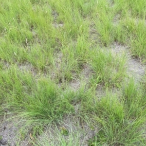 Eragrostis curvula at Giralang, ACT - 22 Jan 2024 05:37 PM