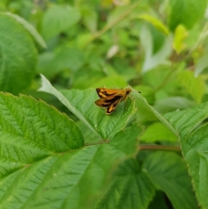 Ocybadistes walkeri at Stirling, ACT - 24 Jan 2024