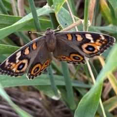 Junonia villida (Meadow Argus) at Whitlam, ACT - 24 Jan 2024 by SteveBorkowskis
