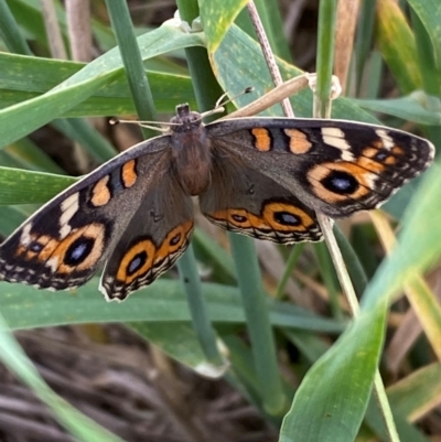 Junonia villida (Meadow Argus) at Whitlam, ACT - 23 Jan 2024 by SteveBorkowskis