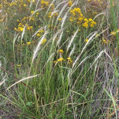 Dichelachne crinita (Long-hair Plume Grass) at Whitlam, ACT - 24 Jan 2024 by SteveBorkowskis