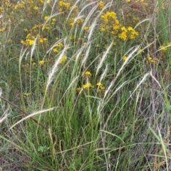 Dichelachne crinita (Long-hair Plume Grass) at Molonglo River Reserve - 24 Jan 2024 by SteveBorkowskis