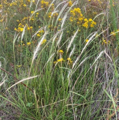 Dichelachne crinita (Long-hair Plume Grass) at Molonglo River Reserve - 24 Jan 2024 by SteveBorkowskis