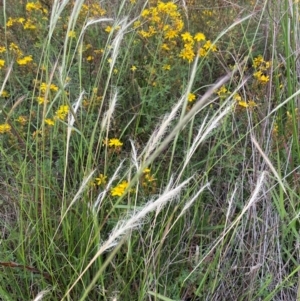 Dichelachne crinita at Molonglo River Reserve - 24 Jan 2024