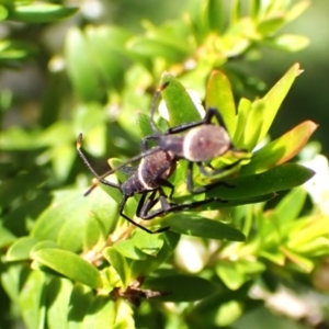 Mictis profana at Cook, ACT - 27 Dec 2023 12:21 PM