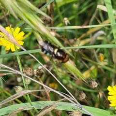 Odontomyia hunteri (Soldier fly) at Little Taylor Grassland (LTG) - 20 Jan 2024 by galah681