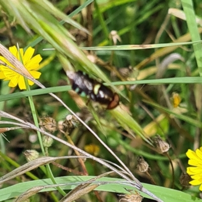 Odontomyia hunteri (Soldier fly) at Little Taylor Grassland (LTG) - 20 Jan 2024 by galah681