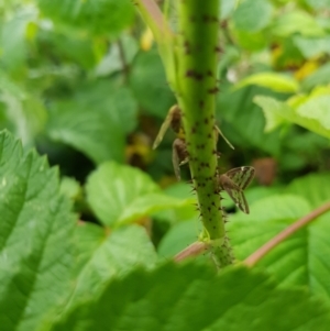 Scolypopa australis at Stirling, ACT - 24 Jan 2024