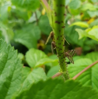 Scolypopa australis (Passionvine hopper, Fluffy bum) at Stirling, ACT - 24 Jan 2024 by DesB