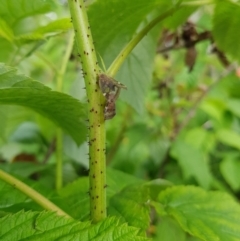 Scolypopa australis at Stirling, ACT - 24 Jan 2024