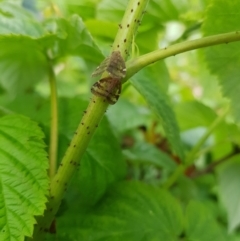 Scolypopa australis at Stirling, ACT - 24 Jan 2024