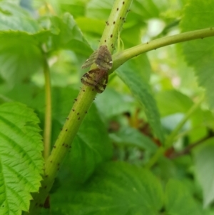 Scolypopa australis at Stirling, ACT - 24 Jan 2024