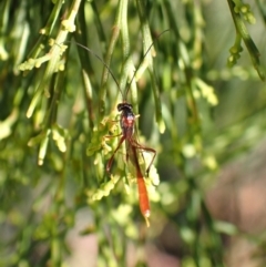 Unidentified Parasitic wasp (numerous families) at Cook, ACT - 14 Dec 2023 by CathB