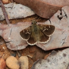 Toxidia parvula (Banded Grass-skipper) at Wingecarribee Local Government Area - 24 Jan 2024 by JanHartog