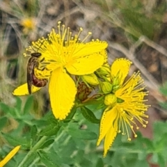 Lasioglossum (Parasphecodes) sp. (genus & subgenus) (Halictid bee) at Kambah, ACT - 19 Jan 2024 by galah681