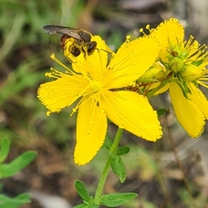 Lasioglossum (Parasphecodes) sp. (genus & subgenus) at Little Taylor Grassland (LTG) - 20 Jan 2024 10:40 AM