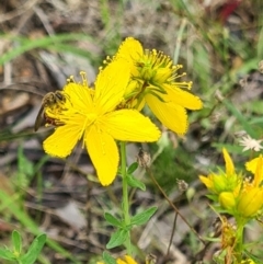 Lasioglossum (Parasphecodes) sp. (genus & subgenus) at Little Taylor Grassland (LTG) - 20 Jan 2024