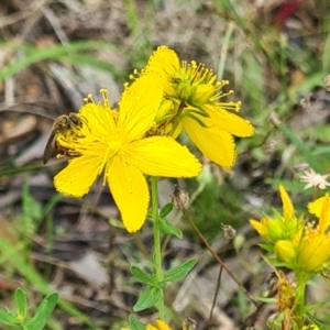 Lasioglossum (Parasphecodes) sp. (genus & subgenus) at Little Taylor Grassland (LTG) - 20 Jan 2024 10:40 AM