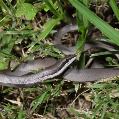 Unidentified Legless Lizard at Wellington Point, QLD - 23 Jan 2024 by TimL