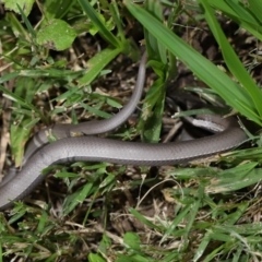 Lialis burtonis at Wellington Point, QLD - 24 Jan 2024 09:17 AM