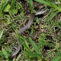 Lialis burtonis at Wellington Point, QLD - 24 Jan 2024 09:17 AM