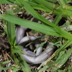 Lialis burtonis at Wellington Point, QLD - 24 Jan 2024 09:17 AM