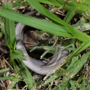 Lialis burtonis at Wellington Point, QLD - 24 Jan 2024 09:17 AM