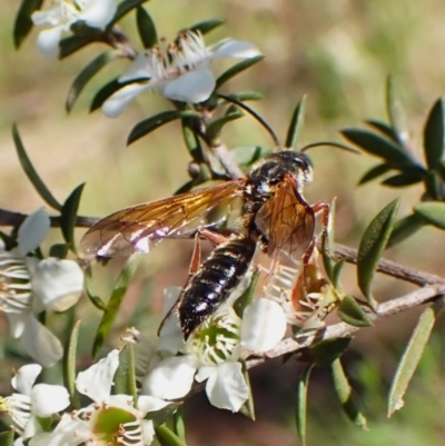 Tiphiidae (family) (Unidentified Smooth flower wasp) at Cook, ACT - 26 Dec 2023 by CathB