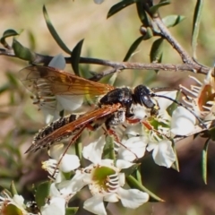 Tiphiidae (family) at Mount Painter - 26 Dec 2023