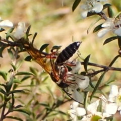 Tiphiidae (family) at Mount Painter - 26 Dec 2023