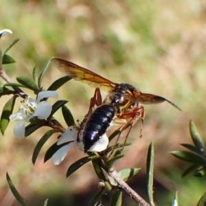 Tiphiidae (family) at Mount Painter - 26 Dec 2023