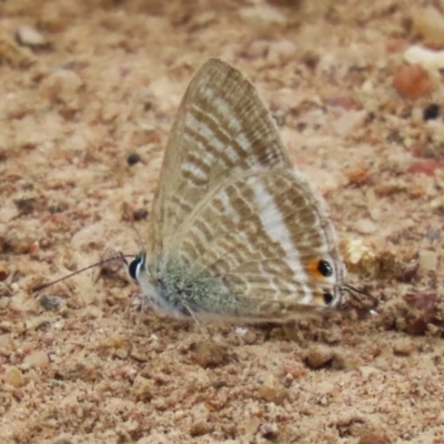 Lampides boeticus (Long-tailed Pea-blue) at Lake Tuggeranong - 24 Jan 2024 by RodDeb